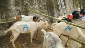 Potret beberapa kambing kurban yang berasal dari tabungan kurban siswa-siswi GIS 3 Jogja